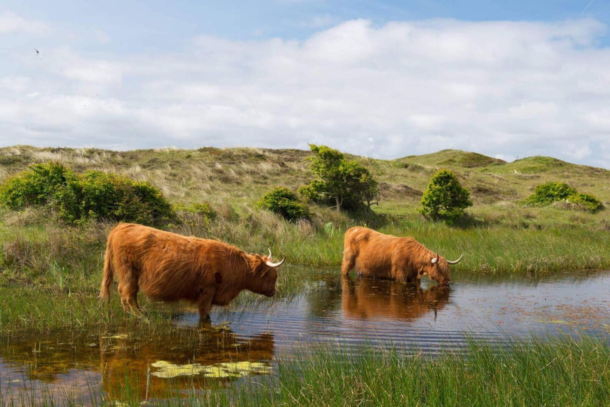 Bnb Westerduinen, De Bollekamer Panzió De Koog  Kültér fotó